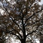 Herbstbaum im Gegenlicht quer