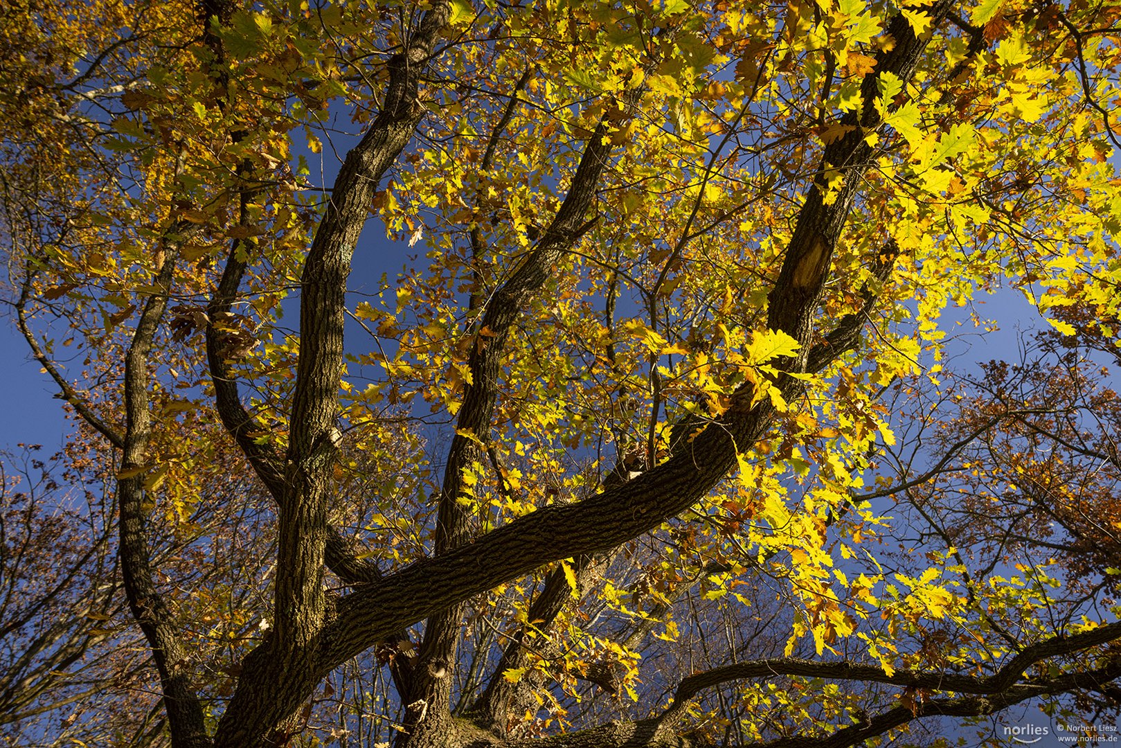Herbstbaum im Licht