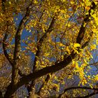 Herbstbaum im Licht