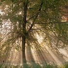 Herbstbaum im Morgenlicht