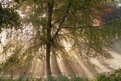 Herbstbaum im Morgenlicht