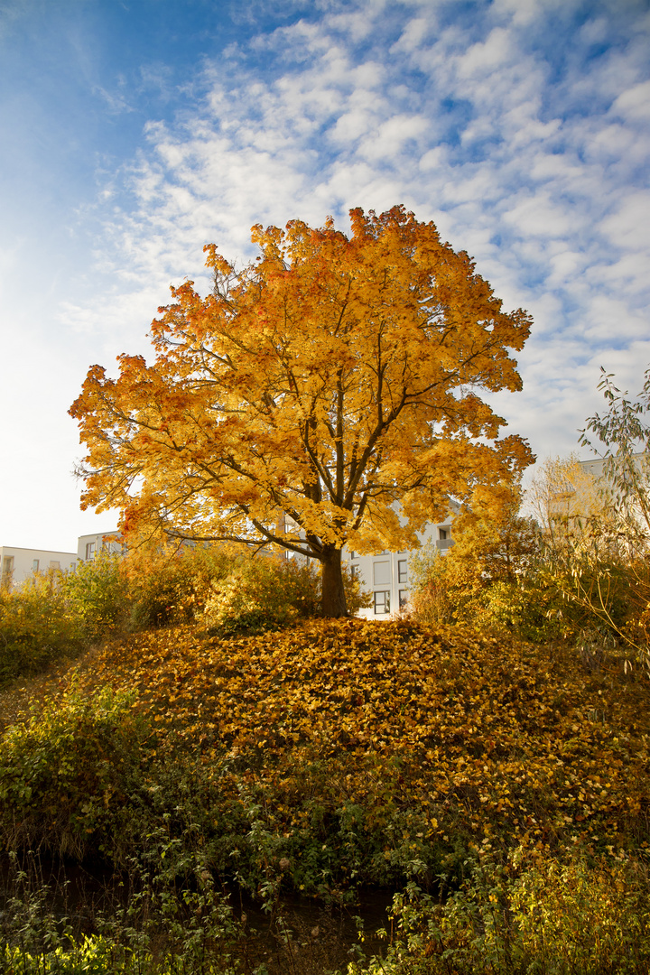 Herbstbaum im Morgenlicht