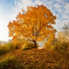 Herbstbaum im Morgenlicht