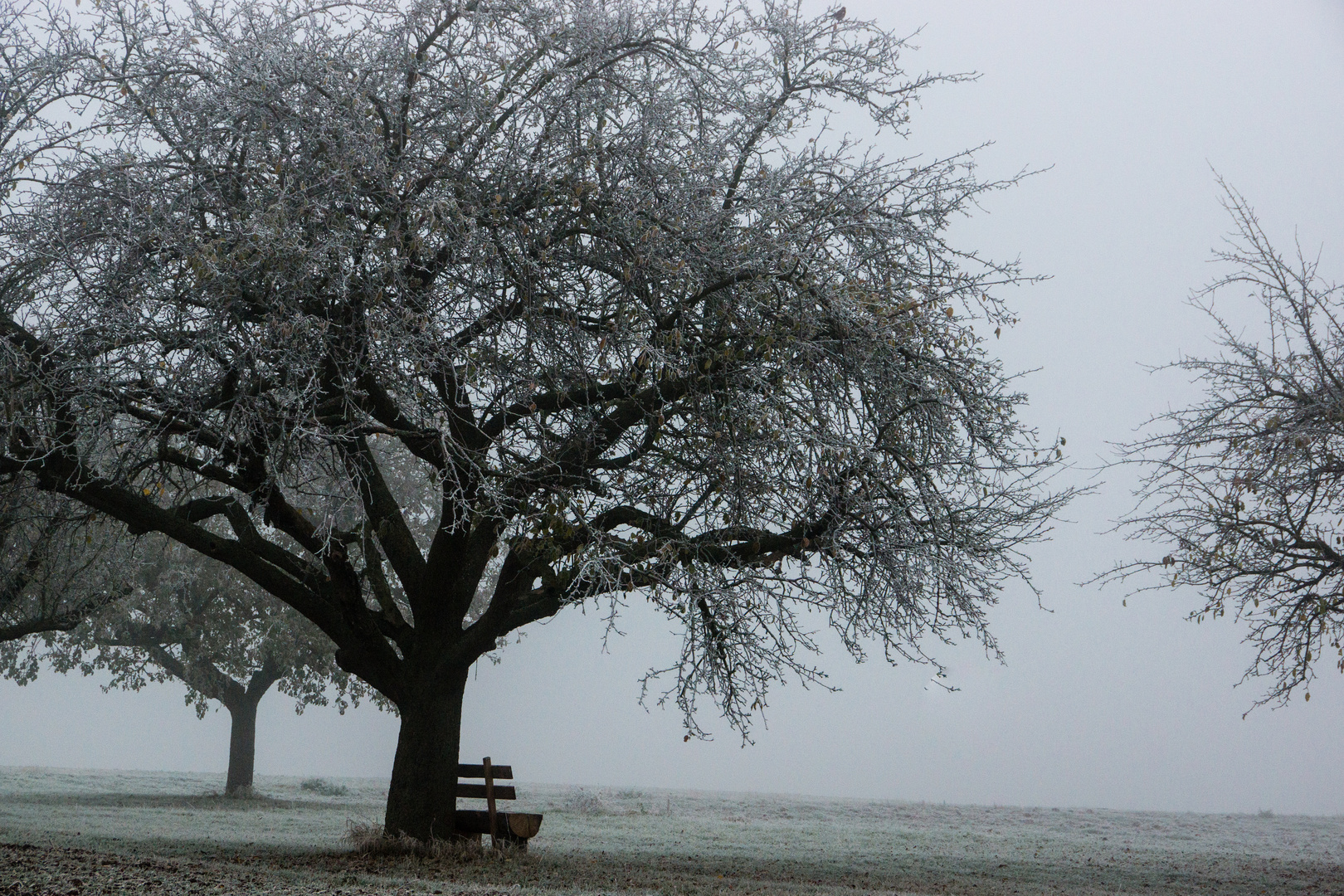 Herbstbaum im Nebel