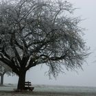 Herbstbaum im Nebel