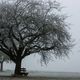 Herbstbaum im Nebel