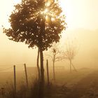 Herbstbaum im Nebel