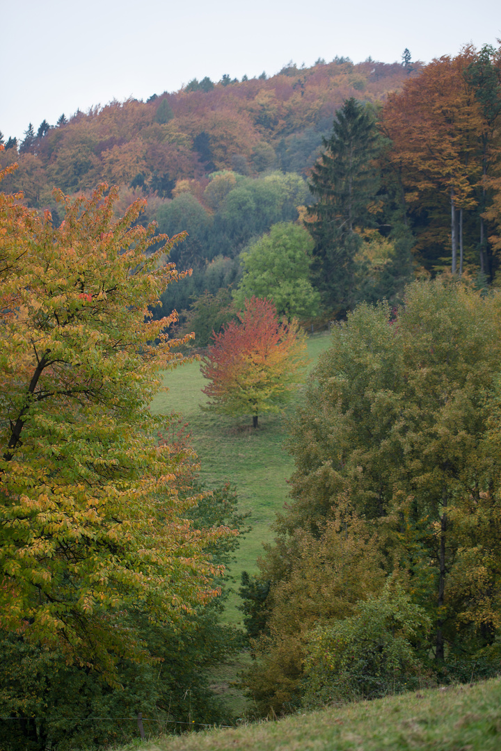 Herbstbaum im Odenwald