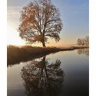 Herbstbaum im Spiegel