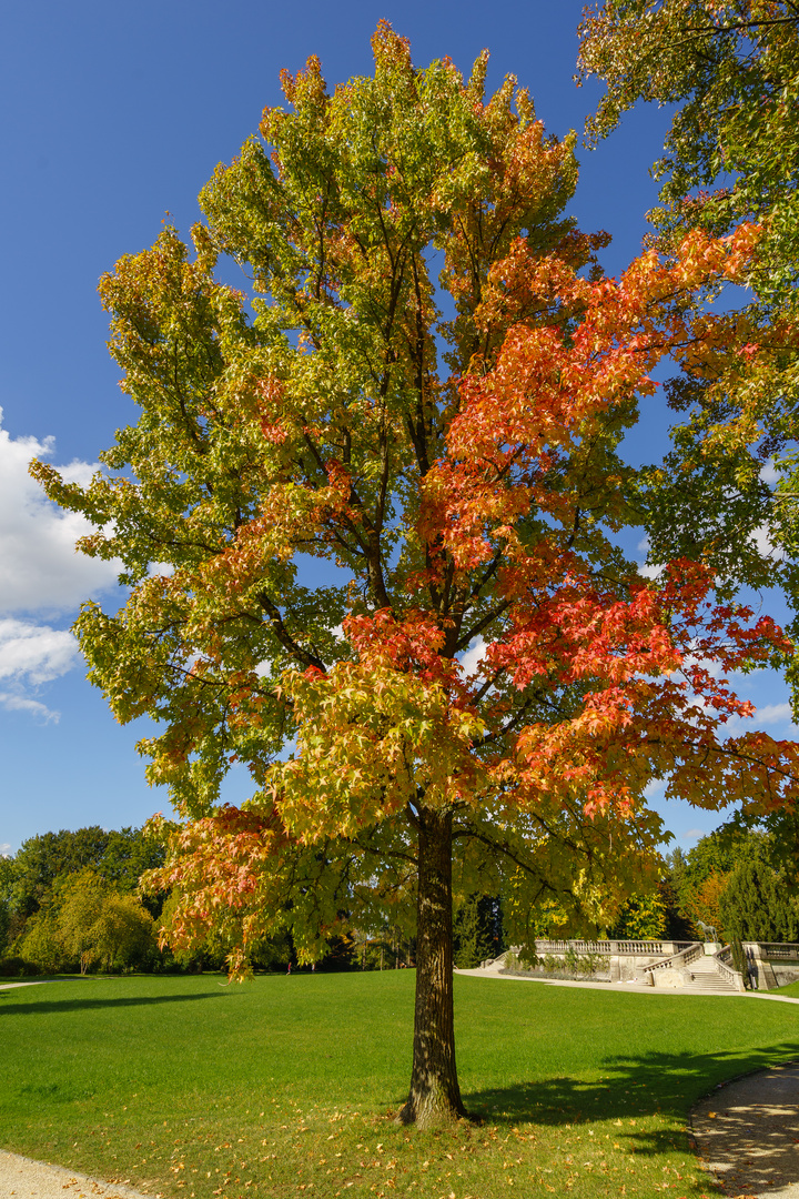 Herbstbaum im Wenkenpark