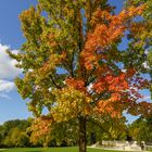 Herbstbaum im Wenkenpark