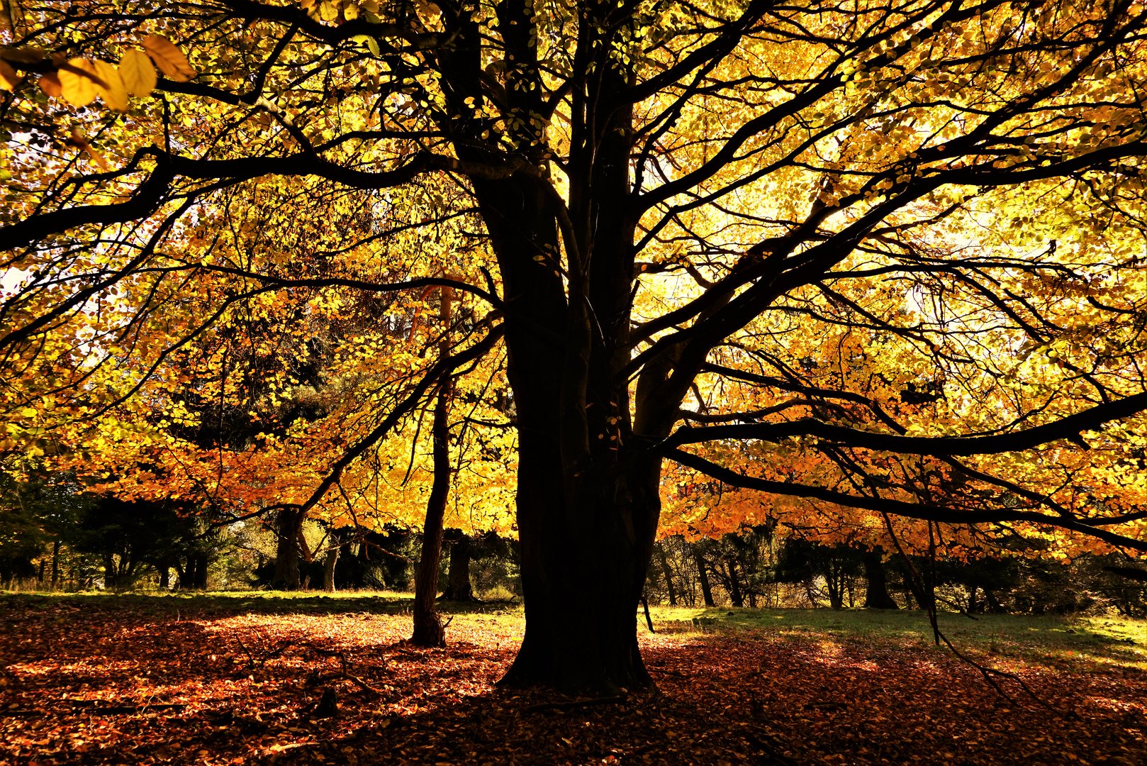 Herbstbaum in der Eifel