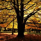 Herbstbaum in der Eifel