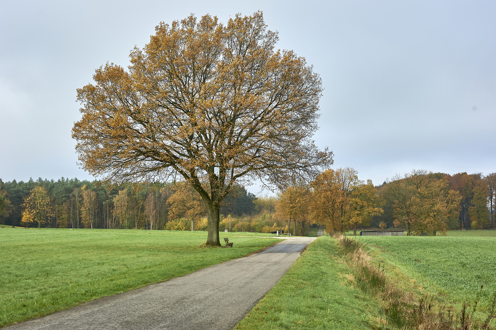 Herbstbaum in der Heide