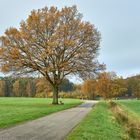 Herbstbaum in der Heide