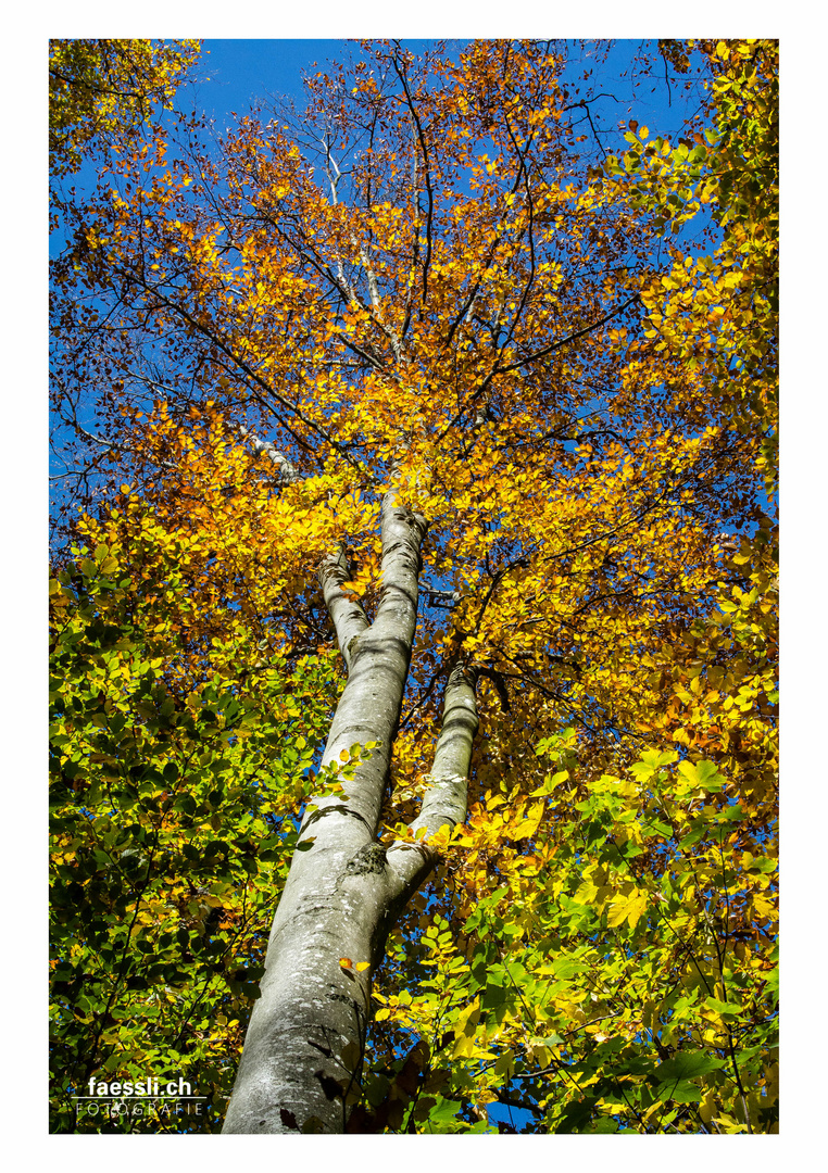 Herbstbaum in Erlinsbach