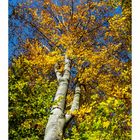 Herbstbaum in Erlinsbach