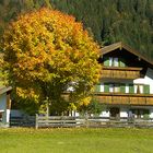 Herbstbaum in Gerold