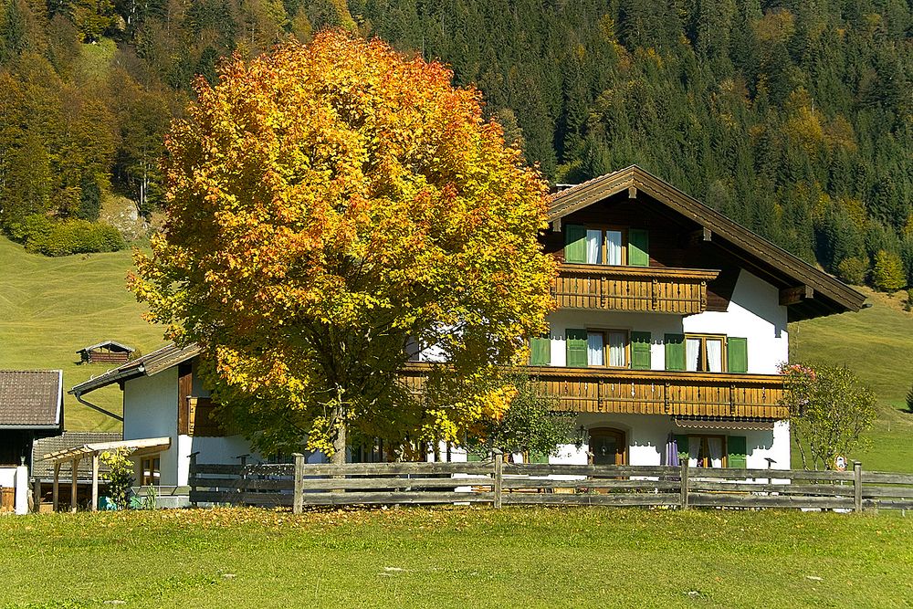 Herbstbaum in Gerold