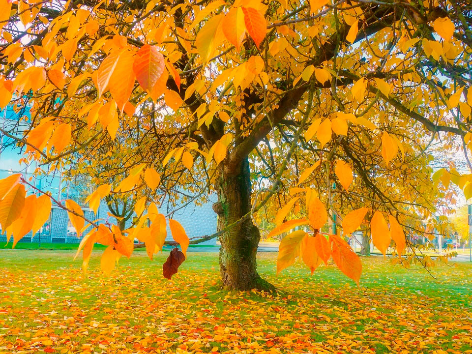 *** Herbstbaum in Lünen ***