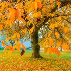 *** Herbstbaum in Lünen ***