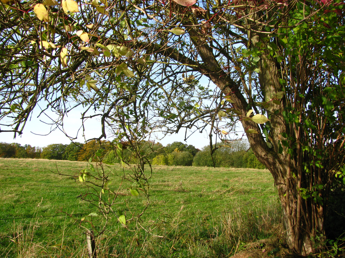 Herbstbaum in Süstedt gesehen