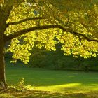 Herbstbaum mit gelben Blättern