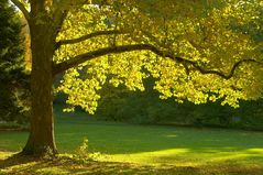 Herbstbaum mit gelben Blättern