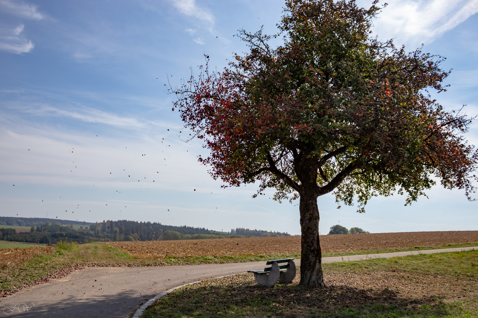 Herbstbaum mit Ruheplatz