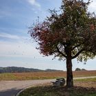 Herbstbaum mit Ruheplatz