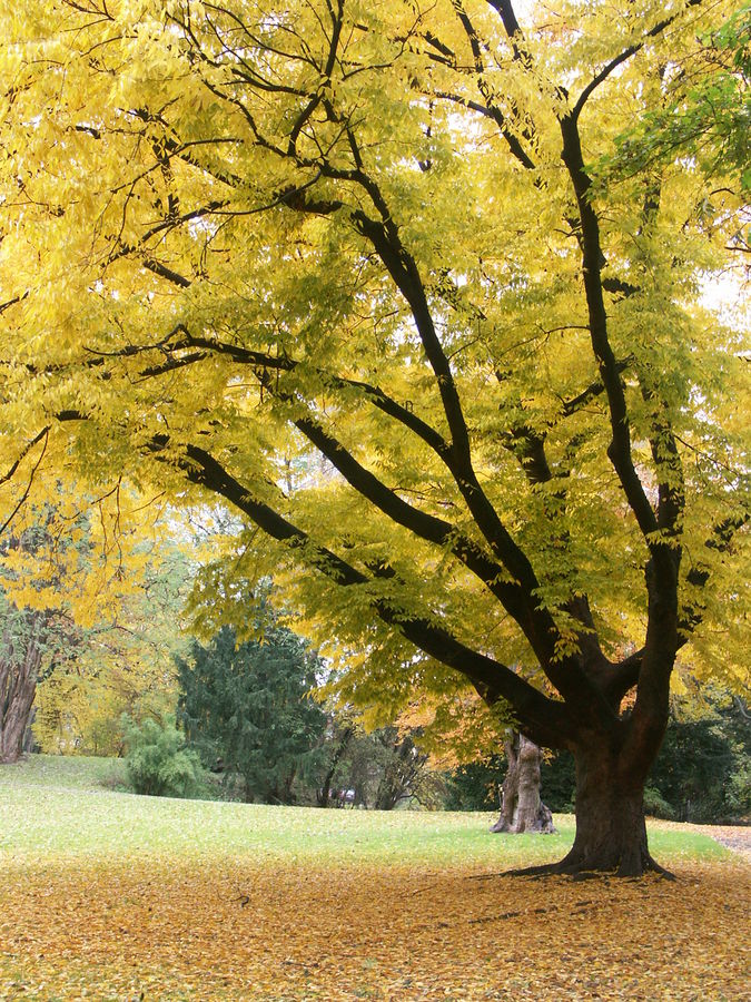 Herbstbaum mit schönen Kontrasten