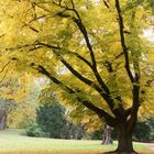 Herbstbaum mit schönen Kontrasten