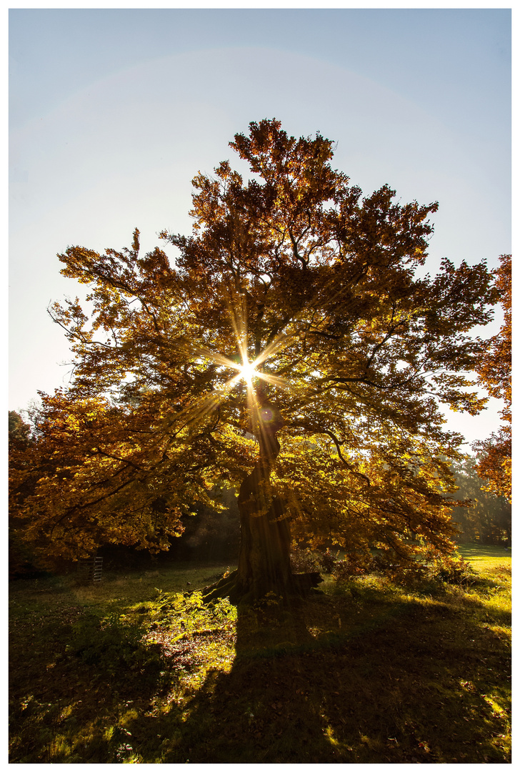 Herbstbaum mit Sonne