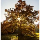 Herbstbaum mit Sonne