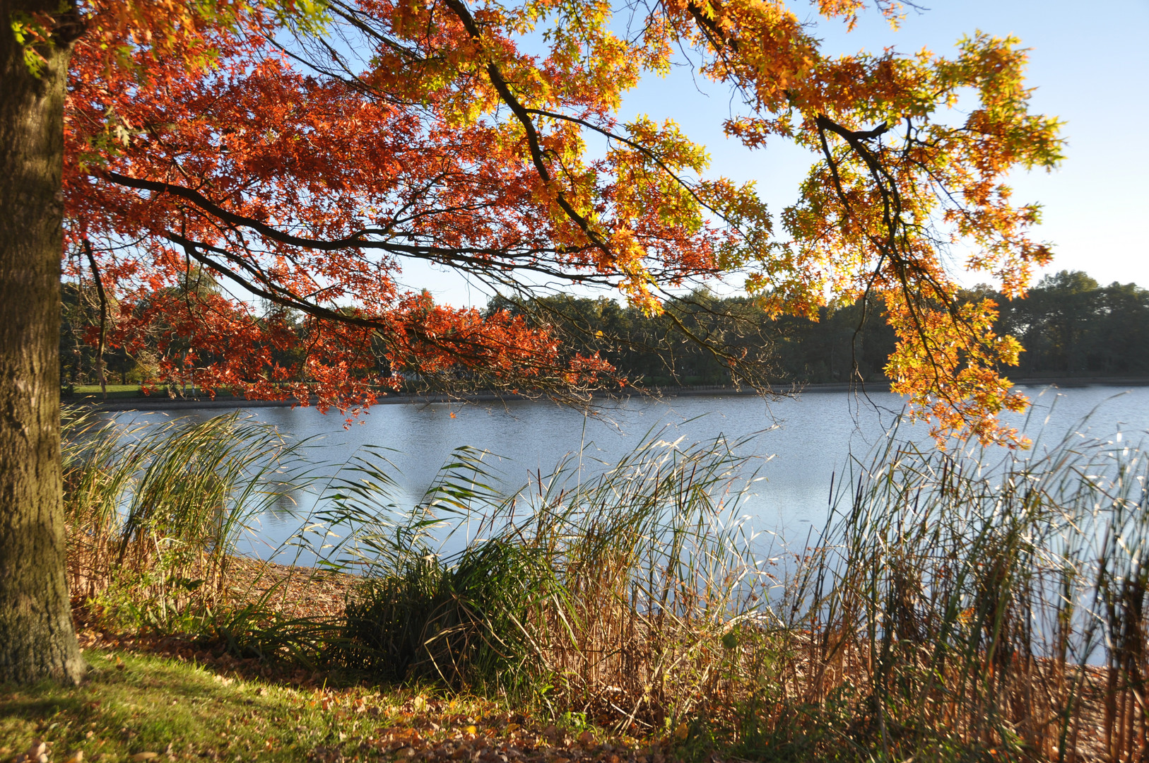 Herbstbaum und See