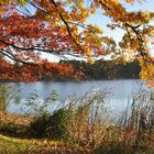 Herbstbaum und See