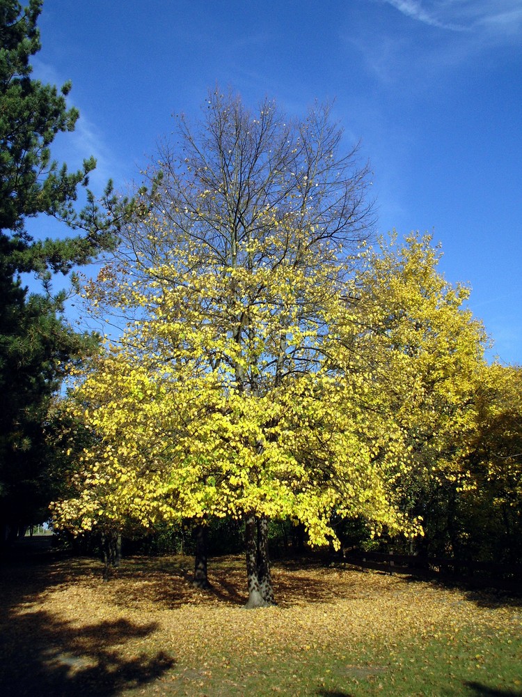 Herbstbaum von der Sonne geküsst