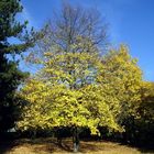 Herbstbaum von der Sonne geküsst