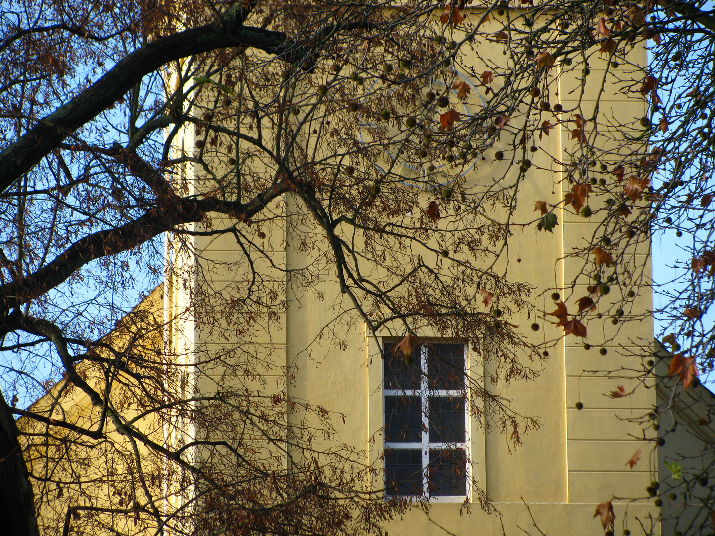 Herbstbaum vor der Kirche