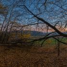 Herbstbaum vor Sonnenaufgang FC-