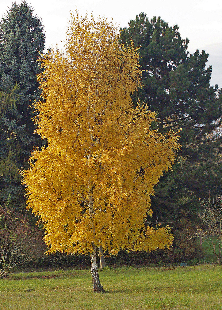 Herbstbaum01