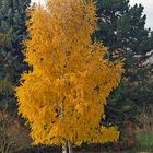 Herbstbaum01