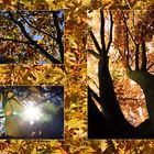 Herbst.Baum.Collage