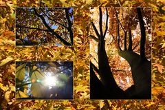 Herbst.Baum.Collage