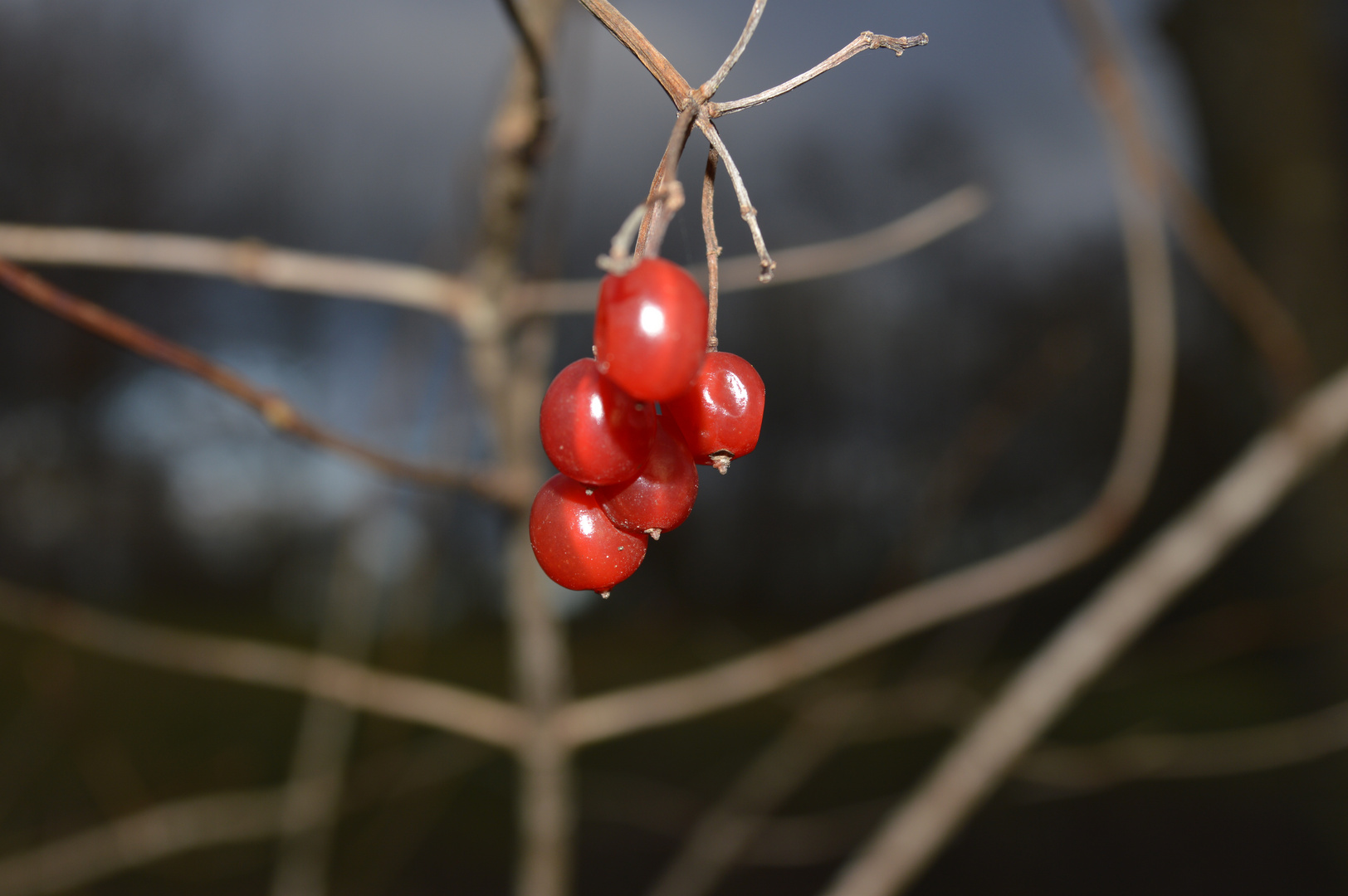 Herbstbeere