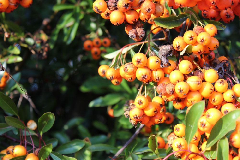 Herbstbeeren