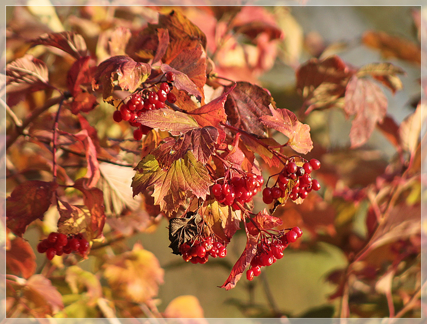 Herbstbeeren