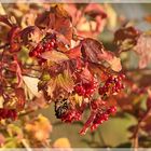 Herbstbeeren