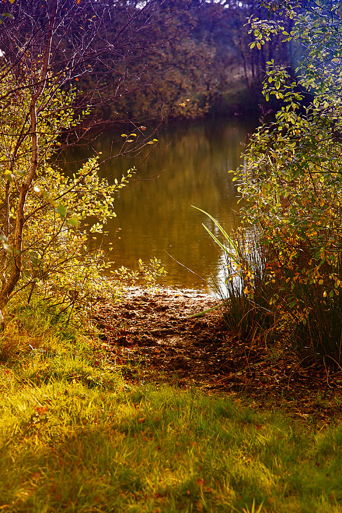 Herbstbeeren