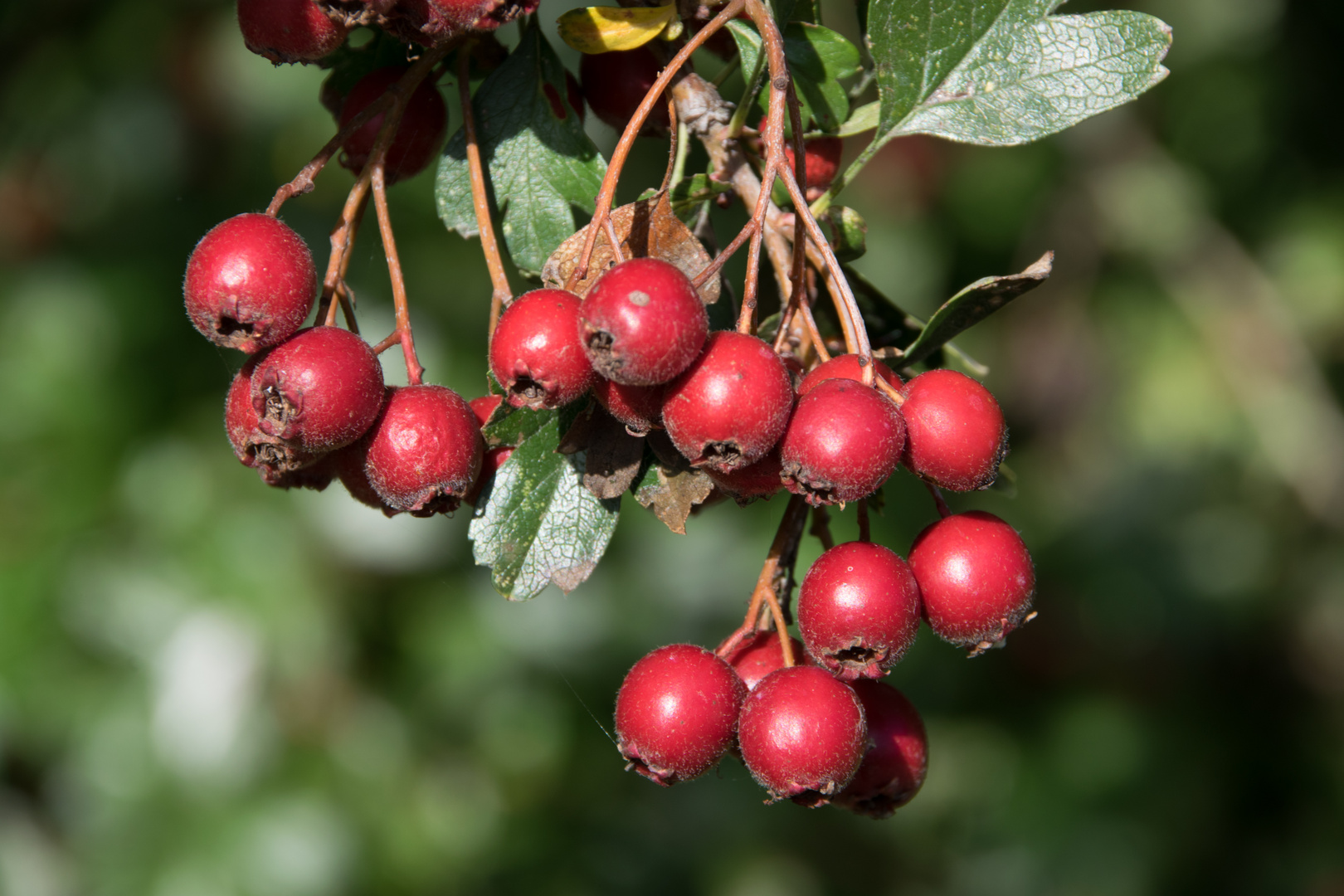 Herbstbeeren